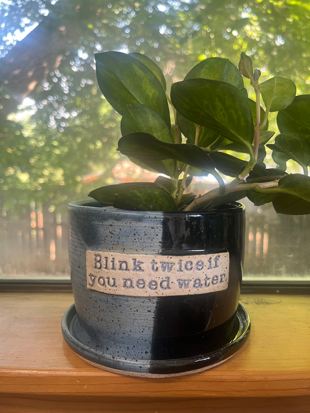 A potted green houseplant in a dark speckled ceramic pot with an attached saucer, placed on a wooden windowsill. The pot has a cream label that reads, 'Blink twice if you need water.