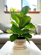 "Blink twice if you need water" 4-ish" planter