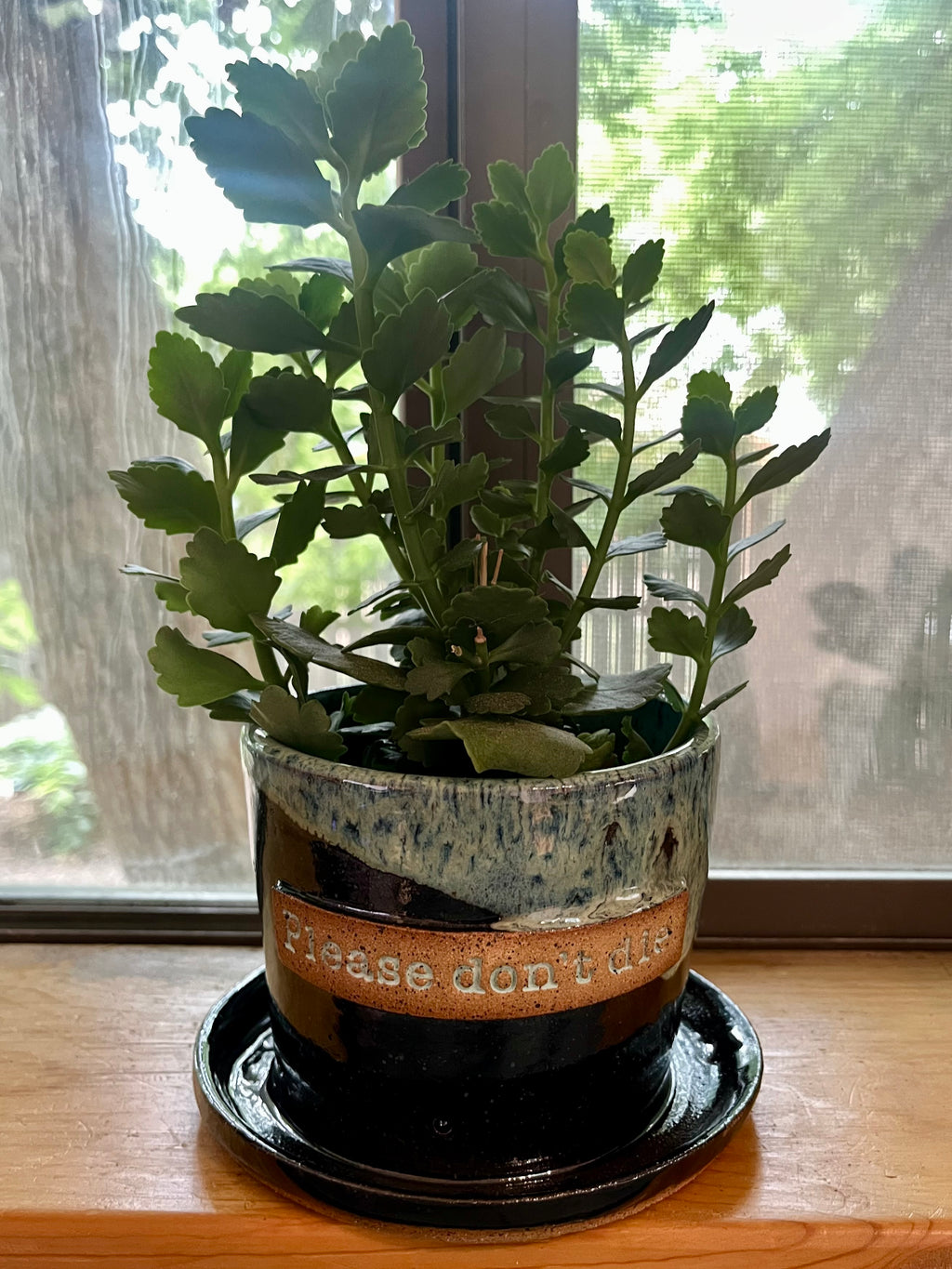 A green leafy houseplant in a handmade ceramic pot with an attached saucer, placed on a wooden windowsill with a window and outdoor greenery visible in the background. The pot has a speckled black and white glaze, a tan band with the text 'Please don't die', and a dark brown base.