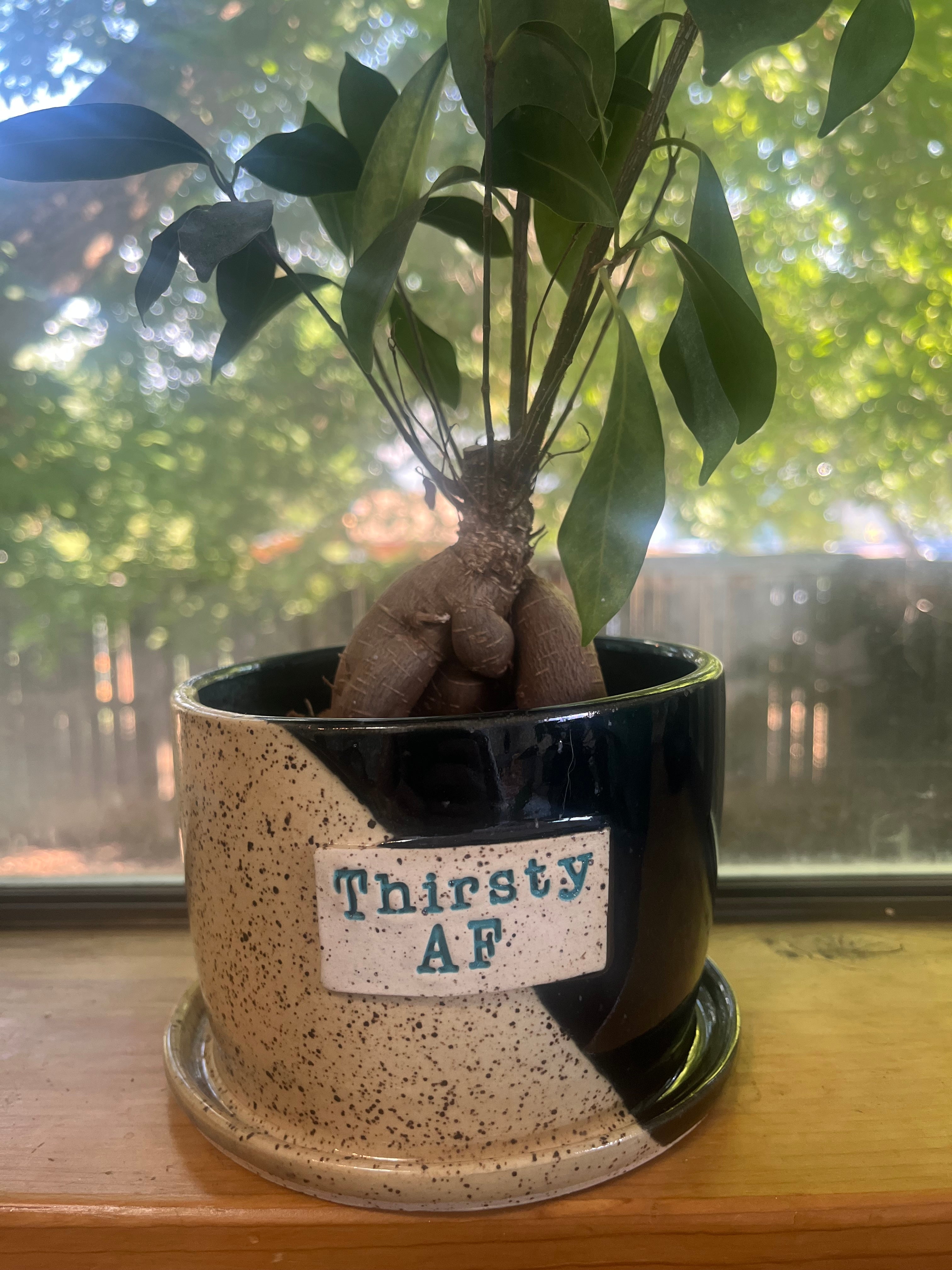 A potted houseplant with green leaves and a brown root system in a ceramic pot with a diagonal black and speckled beige design and a label reading 'Thirsty AF', placed on a wooden windowsill with a blurred outdoor background.
