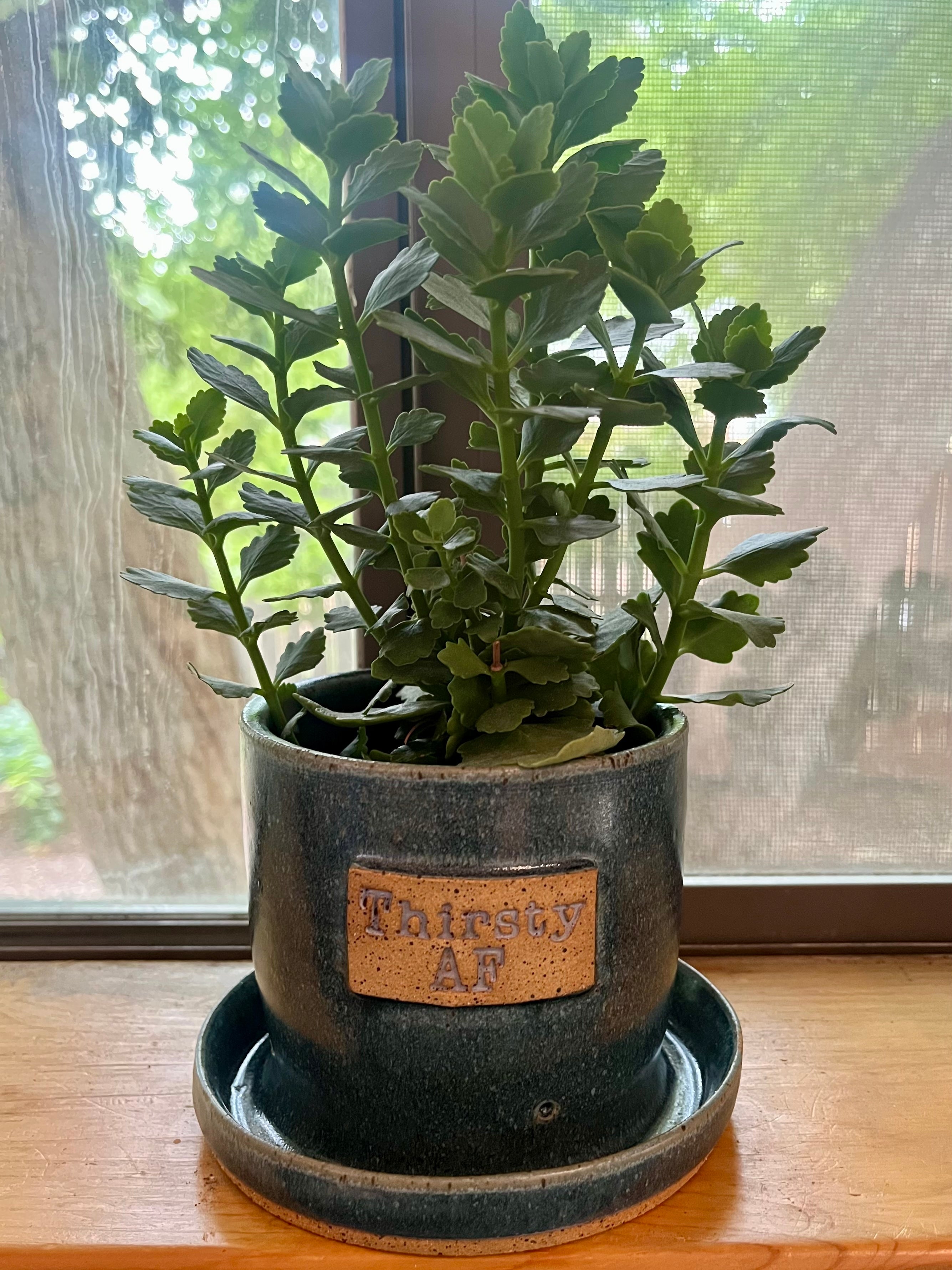 A green leafy plant in a dark speckled ceramic pot with a matching saucer, placed on a wooden windowsill. The pot has a clay label that reads 'Thirsty AF'.