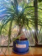 "Blink twice if you need water" 4-ish" planter