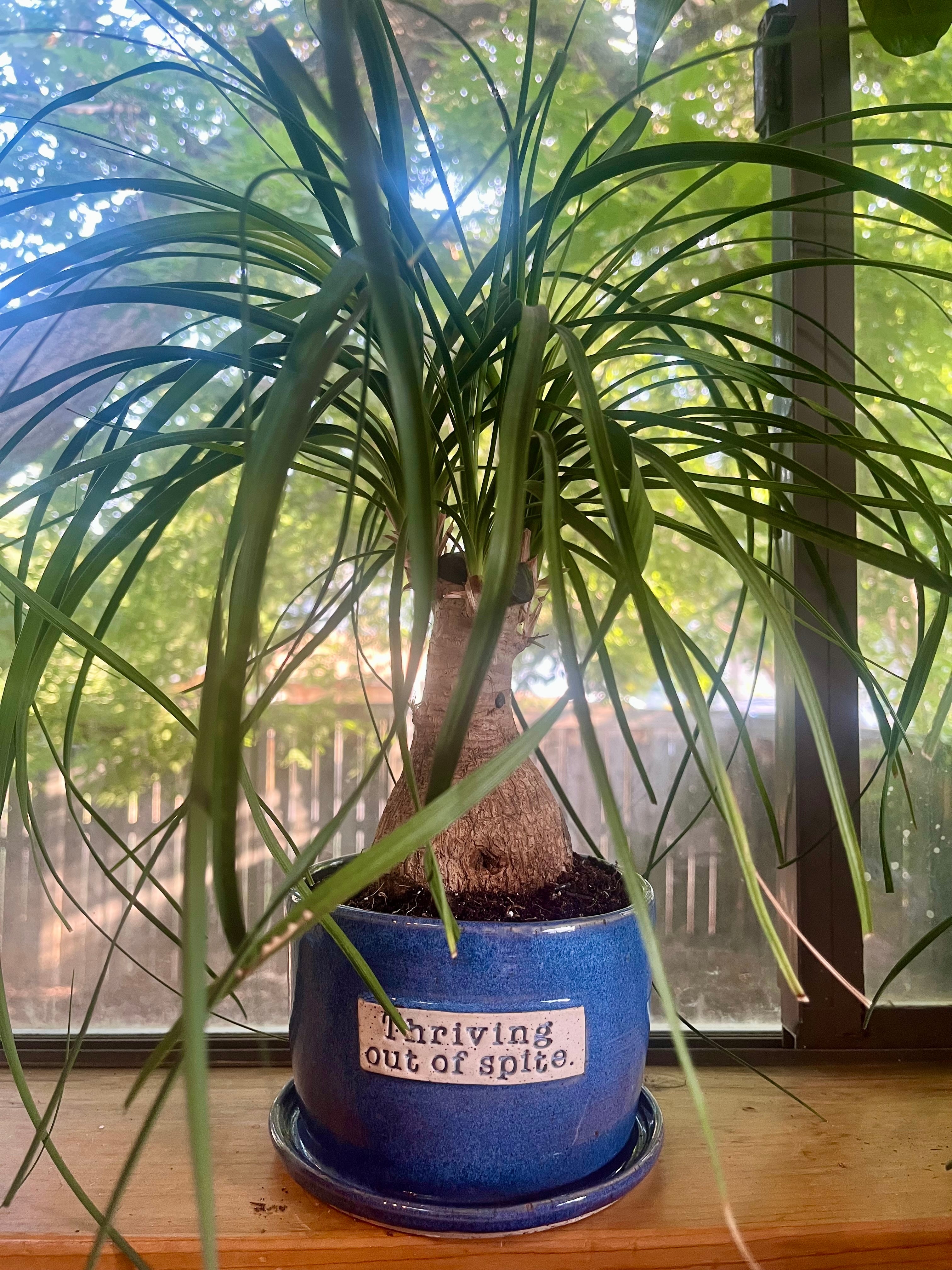 "Thriving out of spite" 4-ish" planter