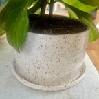 "I'm rooting for you" 4-ish inch planter